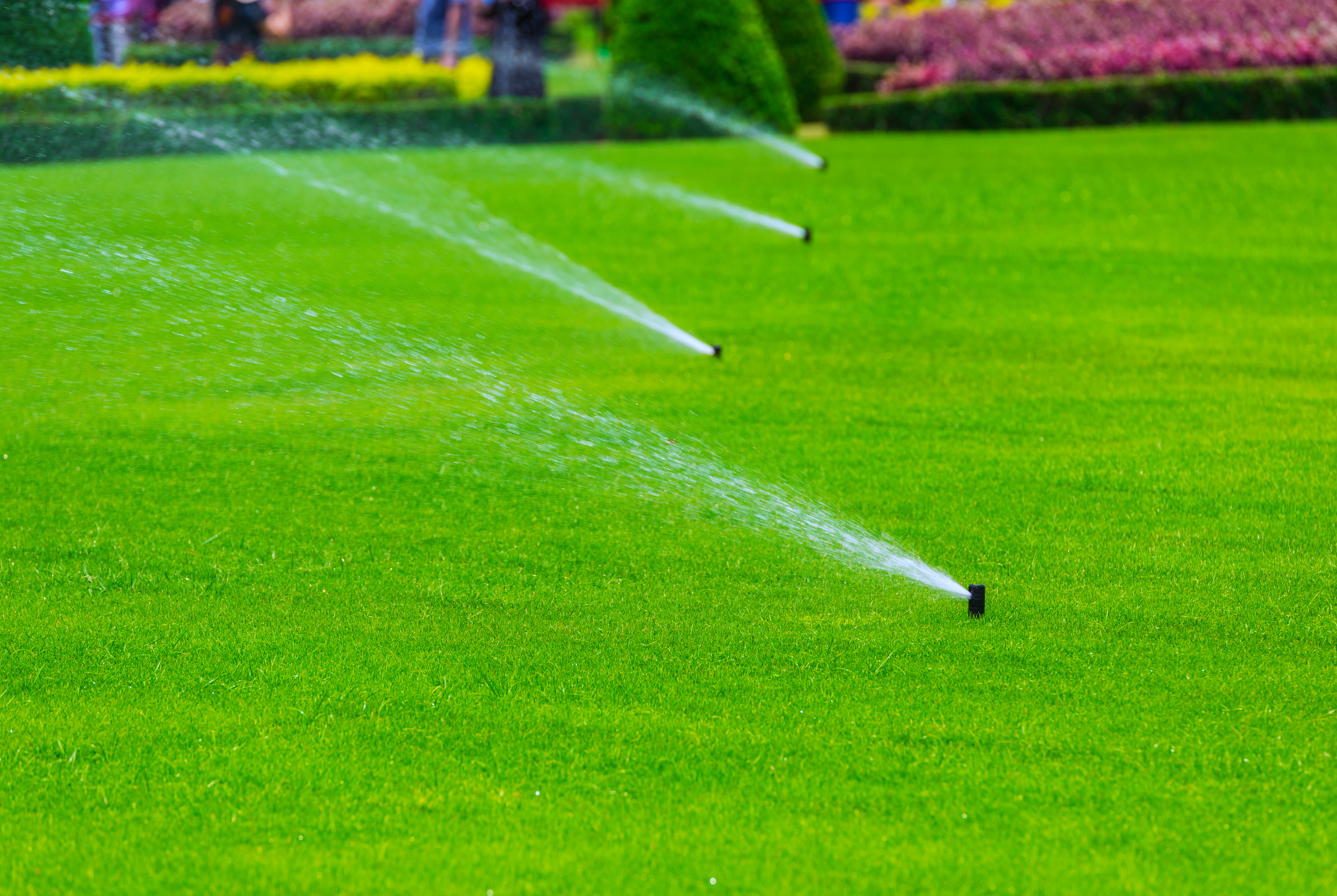 Pop-up sprinklers watering a green residential lawn