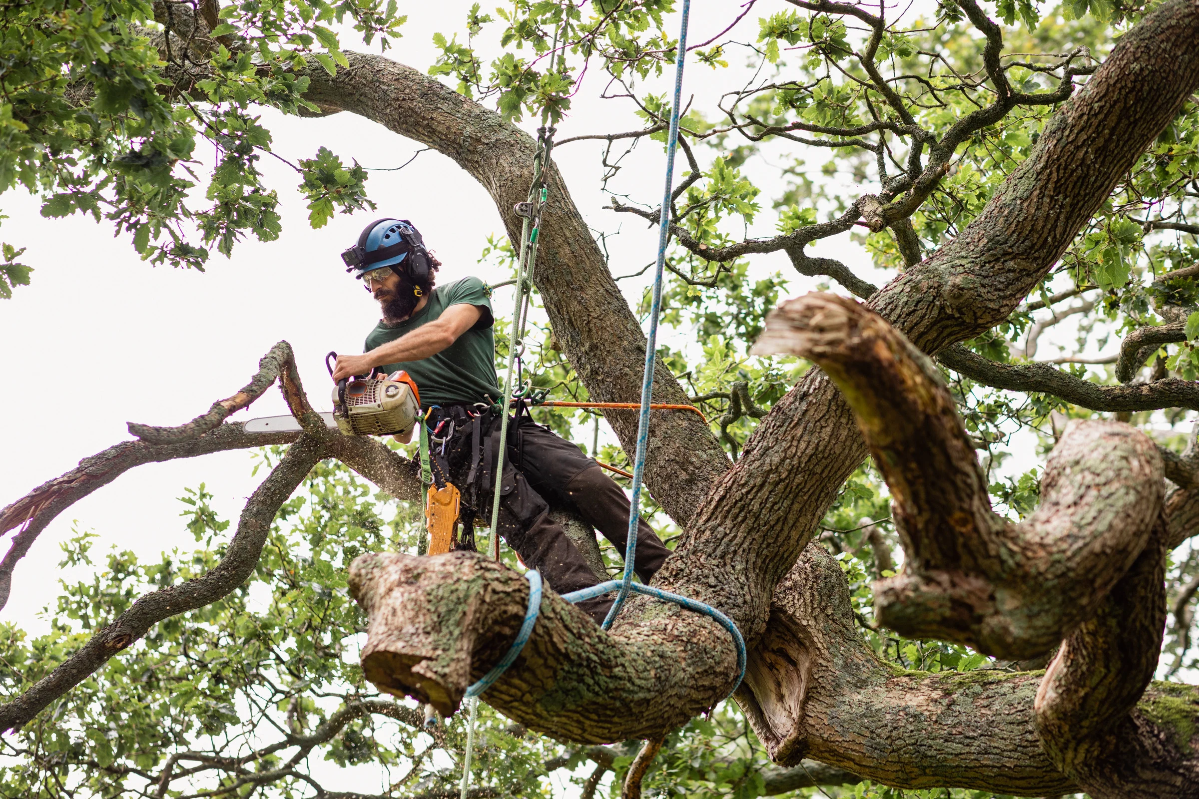 Arborist climbing a tree with chainsaw for trimming work