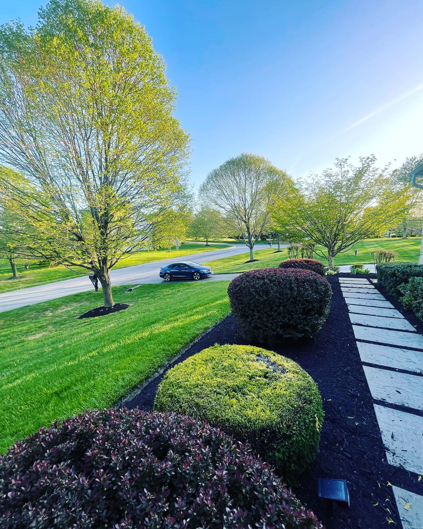Globe-shaped pruned shrubs in a fresh mulched garden bed