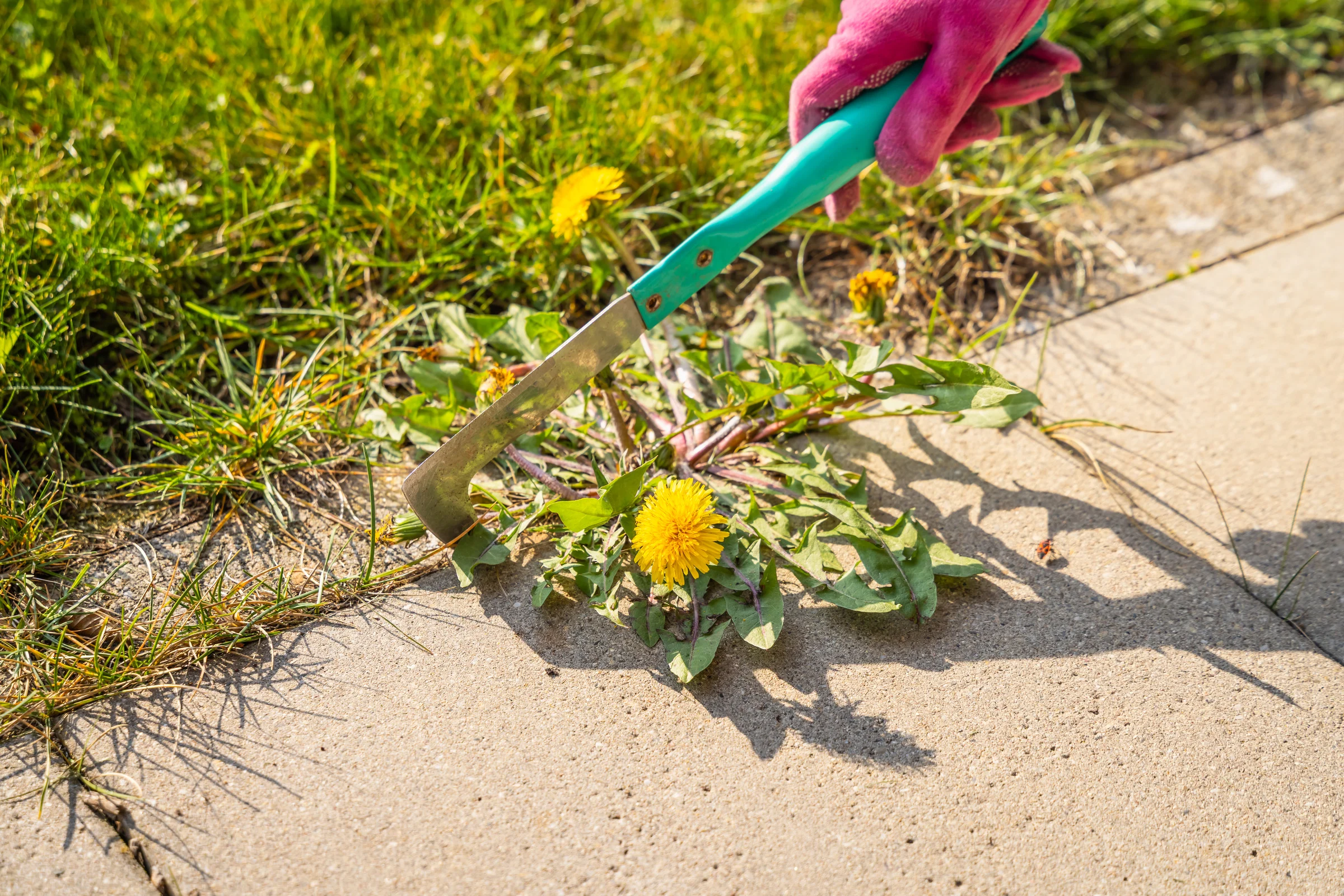 Hands pulling dandelion weeds from a lawn near a sidewalk
